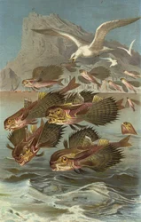 Flughahn